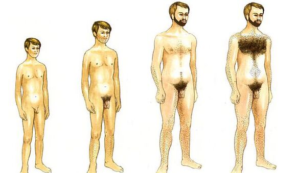 израстване на мъж и размера на пениса